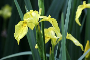Sarı Bayrak Iris - Iris pseudacorus