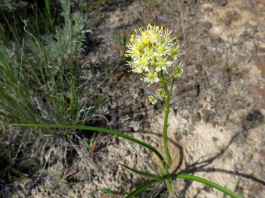 Ölüm Camas - Zigadenus venenosus