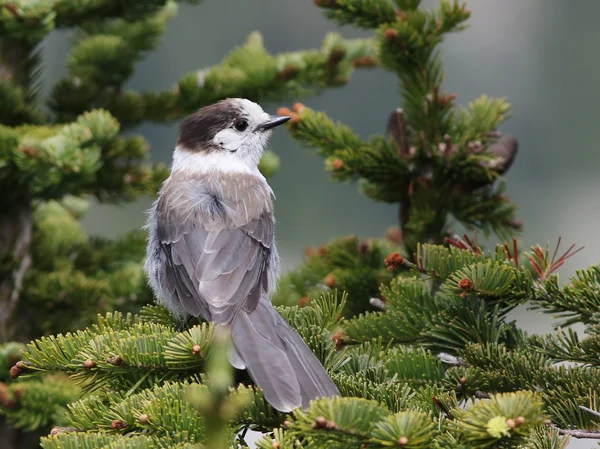 Jay gris dans un arbre — Photo