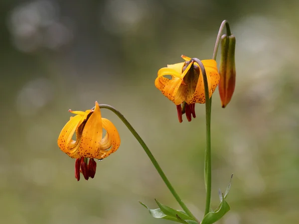 Tiger Lily - Lilium columbianum — Stock Fotó