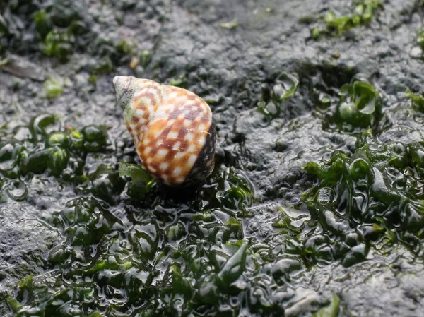 Kockás Periwinkle - Littorina scutulata — Stock Fotó