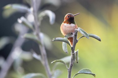 Allen's Hummingbird Perched clipart