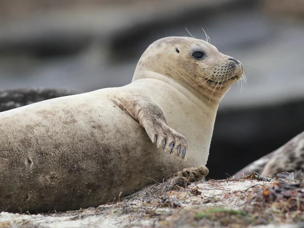 Phoque commun reposant sur le côté — Photo