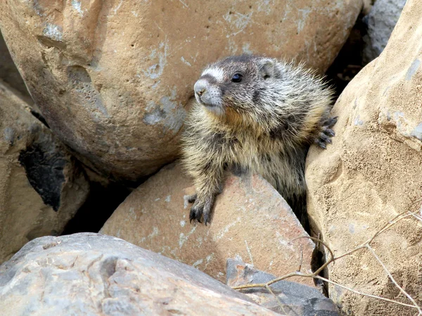 Marmota de vientre amarillo — Foto de Stock