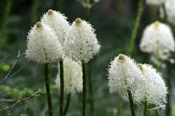 Flores de hierba de oso - Xerophyllum tenax — Foto de Stock