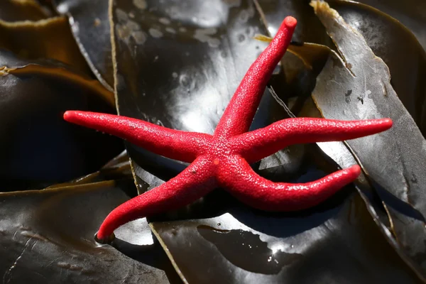 Estrella de sangre del Pacífico en Kelp — Foto de Stock