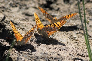 Üç Fritillaries Puddling