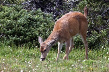 Genç Blacktail geyik besleme