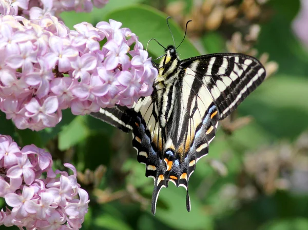 Soluk Swallowtail kelebek alt — Stok fotoğraf