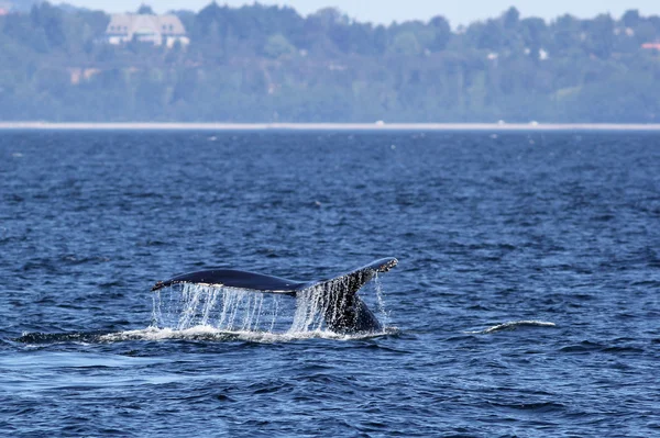 Humpback Whale Fluke — Stock Photo, Image