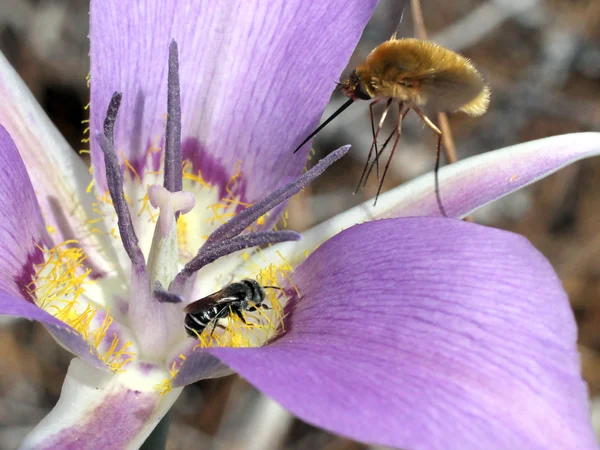 Abeja y mosca de abeja en una mariposa lirio — Foto de Stock
