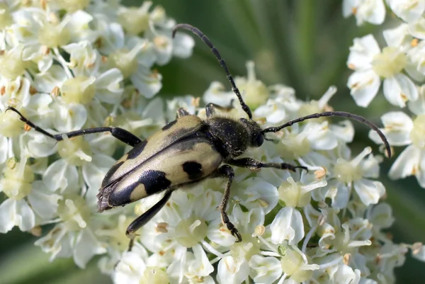 Judolia instabilis Escarabajo de la flor — Foto de Stock