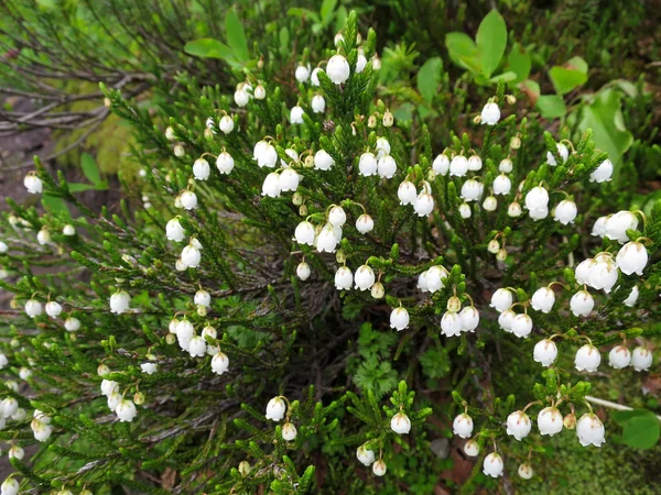 Beyaz dağ heather — Stok fotoğraf