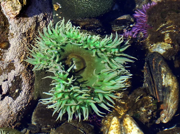 Riesige grüne Anemone — Stockfoto