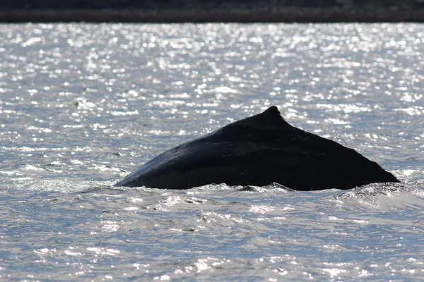 Backlit Humpback Whale — Stock Photo, Image