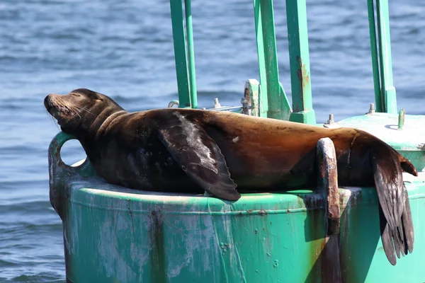 Lion de mer de Californie sieste — Photo