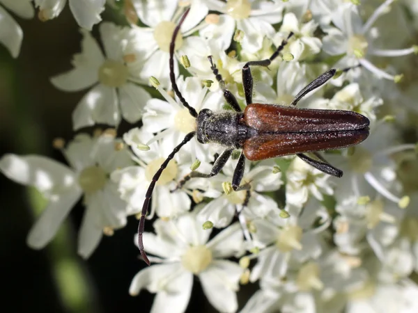 Coléoptère à longues fleurs — Photo