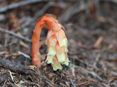 Pinesap - Monotropa hypopitys