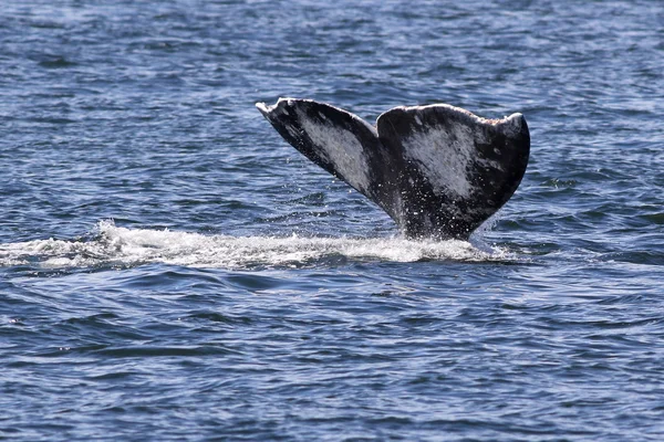 Acaso de baleia cinzenta — Fotografia de Stock
