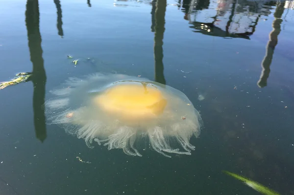 Gelée jaune d'oeuf — Photo