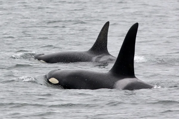 Duas baleias Orca Surfacing — Fotografia de Stock