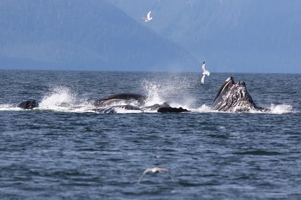 Ballenas jorobadas Bubble Net Feeding —  Fotos de Stock