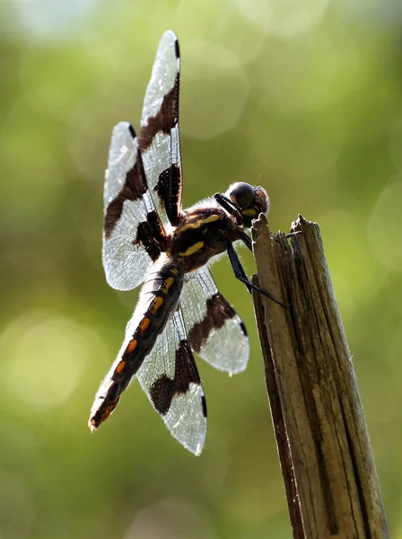 Hembra de ocho manchas Skimmer — Foto de Stock