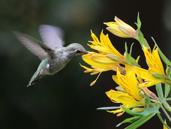 Colibri d'Anna avec Alstroemeria — Photo