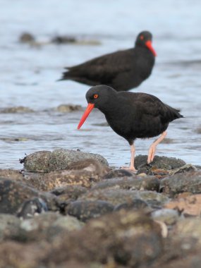 Siyah Oystercatcher çifti