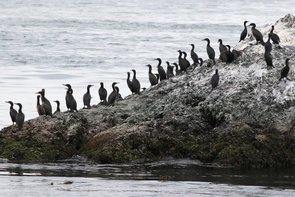 Cormorans de Brandt sur la côte — Photo