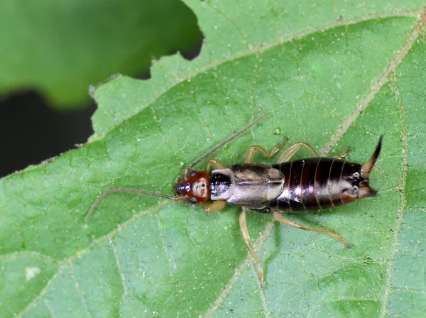 Boucle d'oreille européenne sur une feuille — Photo