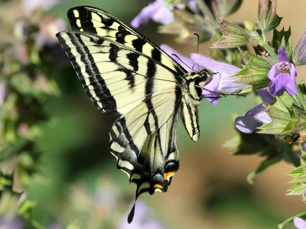 Batı kaplan Swallowtail besleme — Stok fotoğraf