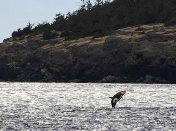 젊은 Orca 고래 점프 — 스톡 사진