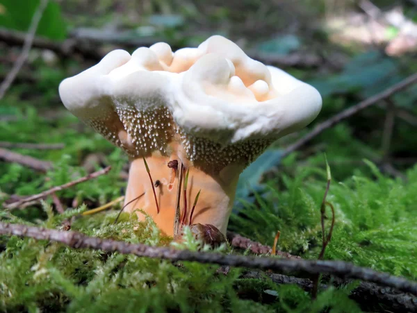 Hydnellum aurantiacum gomba — Stock Fotó