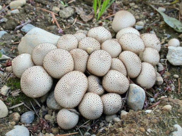 Puffballs comunes - Lycoperdon perlatum — Foto de Stock