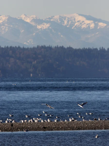 Puget Sound y las montañas olímpicas — Foto de Stock