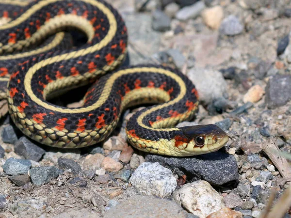 Garter Snake Thamnophis Sirtalis 图库照片