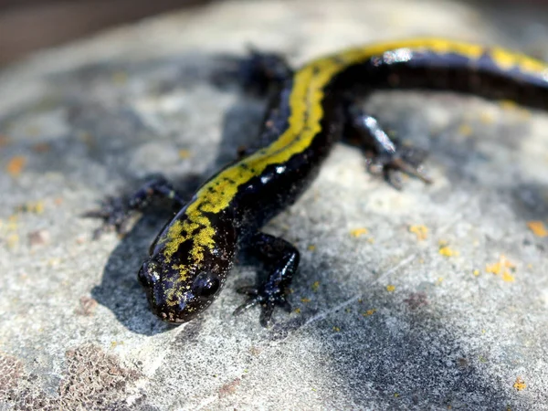 Salamandra Bico Comprido Ambystoma Macrodactylum Imagens Royalty-Free