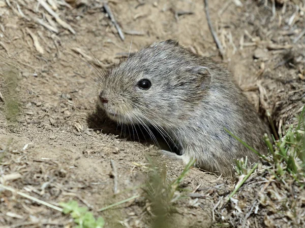 Vole Sagebrush Burrow Fotografias De Stock Royalty-Free