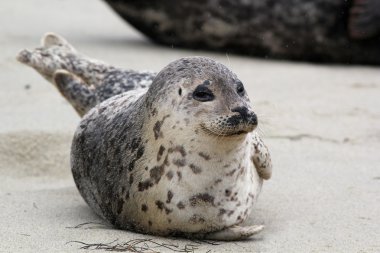 Happy Harbor Seal clipart
