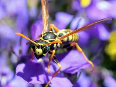Avrupa kağıt eşekarısı