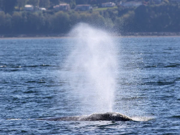 Gray Whale Spouting in the Sunshine — Stock Photo, Image