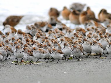 Shorebirds in a Crowd clipart