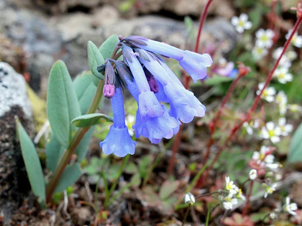 Campanas azules trompeta - Mertensia longiflora — Foto de Stock