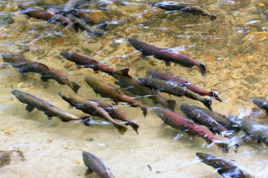 Bir akış yukarı Chinook Yüzme