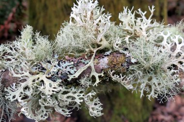 Lichen on a Branch clipart