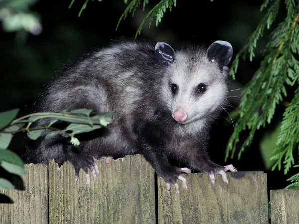 Virginia Opossum geceleri