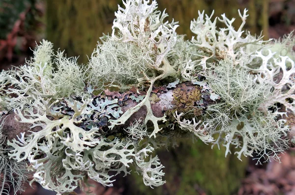 Lichen en una rama —  Fotos de Stock