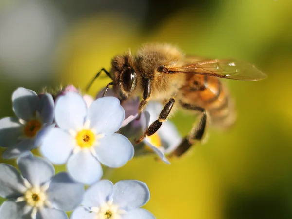 Nahaufnahme von Honigbienen — Stockfoto