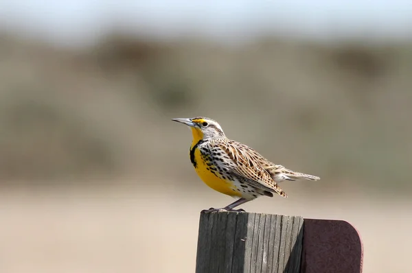 Batı Meadowlark bir tabela üzerinde tünemiş
